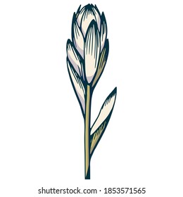 Hand drawn vector outline color illustration. Stylized drawing of a  flower hosta. Handwritten graphic technique