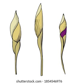 Hand drawn vector outline color illustration. Stylized drawing of leaves and flowers of a garden iris plant. Handwritten graphic technique