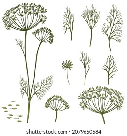 Ilustración de color de contorno de vector dibujado a mano de un dill. Imágenes de inflorescencias de eneldo, ramas de eneldo, semillas de eneldo. Técnica gráfica manuscrita