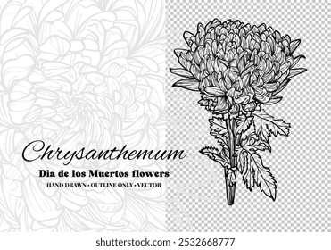 Hand drawn vector outline Dia de los Muertos flowers. Line art chrysanthemum with leaves and blooms. Illustration for print and online projects. 