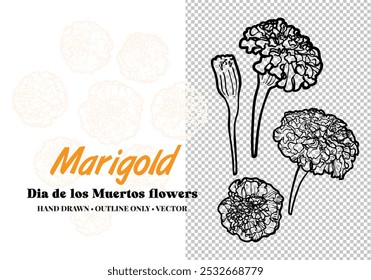 Hand drawn vector outline Dia de los Muertos flowers. Line art marigold flowers in bud and blooms. Illustration for print and online projects. 