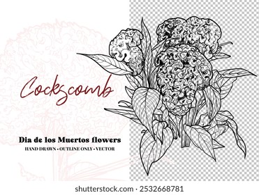 Hand drawn vector outline Dia de los Muertos flowers. Cockscomb flower with leaves, bouquet, blooms. Illustration for print and online projects. 