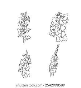 Hand drawn vector outline Dia de los Muertos flowers. Line art gladiolus with leaves,