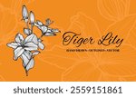 Hand drawn vector outline of tiger lily flowers with petals and leaves. Elegant black outline of a summer flower on an elegant template.These assets are outline only. Easy to edit and ready to be used