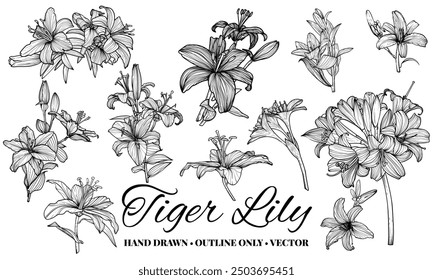 Hand drawn vector outline of tiger lily flowers with petals and leaves. Elegant black outline of a summer flower on a white background. These assets are outline only. Easy to edit and ready to be used