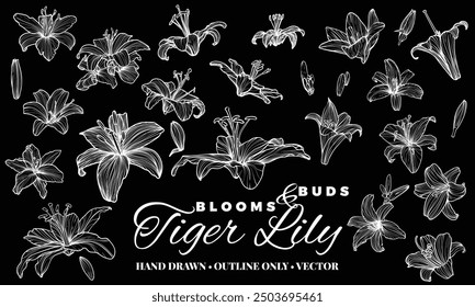 Hand drawn vector outline of tiger lily flower blooms. Elegant white outline of a summer flower on a black background. These assets are outline only. Easy to edit and ready to be used.