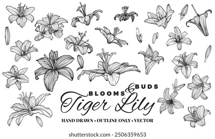 Hand drawn vector outline of tiger lily flower blooms. Elegant black outline of a summer flower on a white background. These assets are outline only. Easy to edit and ready to be used.