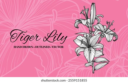 Hand drawn vector outline of tiger lily flowers with petals and leaves. Elegant black outline of a summer flower on an elegant template.These assets are outline only. Easy to edit and ready to be used
