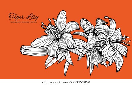 Hand drawn vector outline of tiger lily flowers with petals and leaves. Elegant black outline of a summer flower on an elegant template.These assets are outline only. Easy to edit and ready to be used