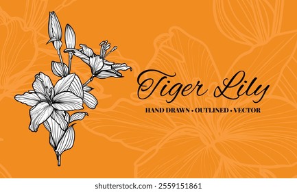 Hand drawn vector outline of tiger lily flowers with petals and leaves. Elegant black outline of a summer flower on an elegant template.These assets are outline only. Easy to edit and ready to be used