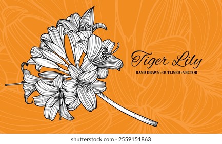 Hand drawn vector outline of tiger lily flowers with petals and leaves. Elegant black outline of a summer flower on an elegant template.These assets are outline only. Easy to edit and ready to be used