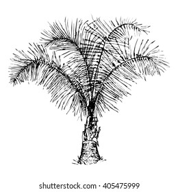 Hand drawn vector palm tree