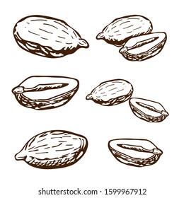 hand drawn vector peanuts collection. engraved peanuts seeds in retro vintage style isolated on white background. organic snack. bar or pub food, beer appetizers. Peanut butter food ingredient.