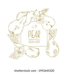 Hand drawn vector pear botanical illustration. Ripe fruit for food, menu, label design. Outline isolated image vintage style banner