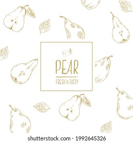 Ilustración botánica de pera vectorial dibujada a mano. Frutas maduras para la comida, menú, diseño de etiquetas. Banner de estilo vintage de imagen aislada de esquema