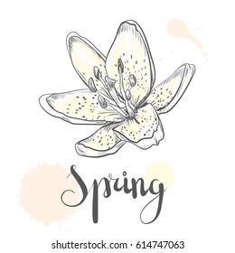 Hand drawn vector pen and ink illustration of Lily flower in Vintage style isolated on white background.