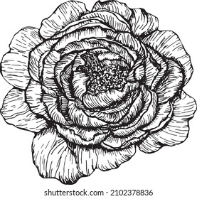 Hand drawn vector peony element on vintage line art style for decor, scrapbooking and decoupage 