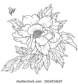Vector dibujado a mano de flores de peonía y abejorro aislado en fondo blanco para la página de coloración. Ilustración de la planta para colorear libro en blanco y negro.