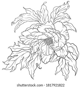 Hand drawn vector of peony flower isolated on white background for coloring page. Black and white  stock illustration of plant for coloring book.