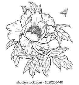 Hand drawn vector of peony flower and bumblebee isolated on white background for coloring page. Black and white  stock illustration of plant for coloring book.