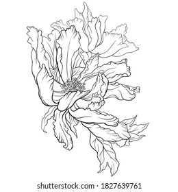 Hand drawn vector of peony flower isolated on white background for coloring page. Black and white  stock illustration of plant for coloring book.