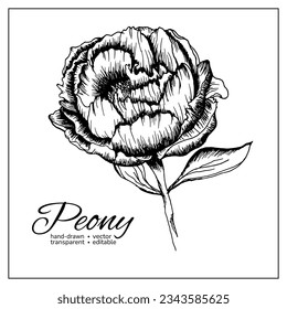 Hand drawn vector peony flower. Best for DIY decorative collection, design, printing, botanical articles, books