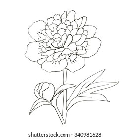 Hand drawn vector with peony flower. Floral natural design. Graphic, sketch drawing.