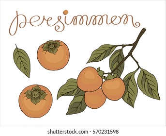 Hand drawn vector persimmons hanging on a branch and persimmon fruits