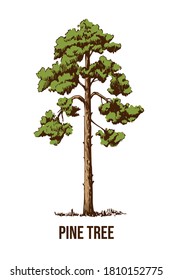 Hand drawn vector pine tree on a white background. Natural sketch.