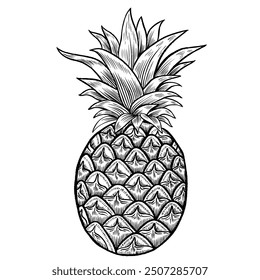 Handgezeichnete Vektorananas-Skizze einzeln auf Weiß, Linie Kunst Tinte Stift Illustration dekorative Frucht, Lebensmittelzutat für Restaurant-Menü, Symbol Herbst Urlaub, Paket Design Küche