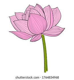 Hand drawn vector of pink Lotus flower. Element for design of invitations, movie posters, fabrics and other objects. Symbol of India, yoga and meditation.
