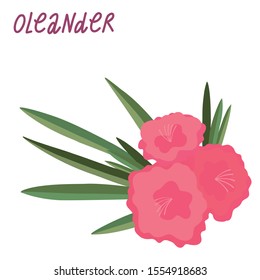 Hand drawn vector pink oleander flowers with leaves isolated on white background.