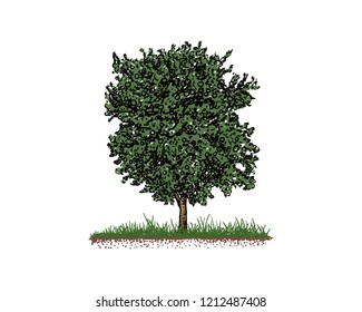 Hand Drawn Vector Plant of Green Oak Tree Agriculture Sign Symbol Logo Template Design Inspiration