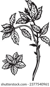 Hand drawn vector plant illustration