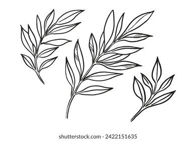 hand drawn vector plants, brunch of flowers, sketch of leaves, herbs, grass, inked silhouette of leaves, monochrome illustration isolated on white background