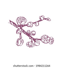 Ilustración de la flor de ciruela vector dibujada a mano. Esquema de imagen aislada para diseño, empaquetado, etiqueta. Rama de flores brillantes de Japón