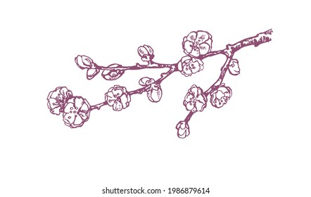 Hand drawn vector plum blossom illustration. Outline isolated image for design, packaging, label. Japan bright flower branch