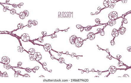 Hand drawn vector plum blossom illustration. Outline isolated image for design, packaging, label. Japan bright flower branch