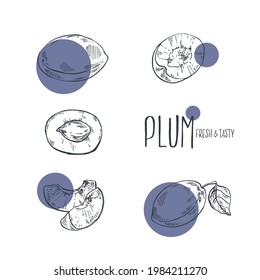 Hand drawn vector plum illustration. Outline isolated image for design, packaging, label. Bright fresh juicy fruit