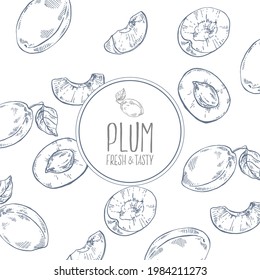 Hand drawn vector plum illustration. Outline isolated image for design, packaging, label. Bright fresh juicy fruit