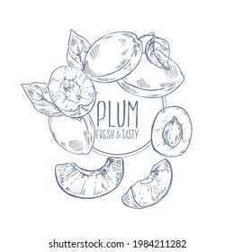 Hand drawn vector plum illustration. Outline isolated image for design, packaging, label. Bright fresh juicy fruit
