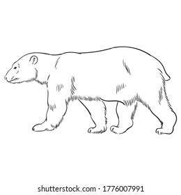 Hand drawn vector of polar bear isolated on white background. Black and white stock illustration of big animal for coloring book.
