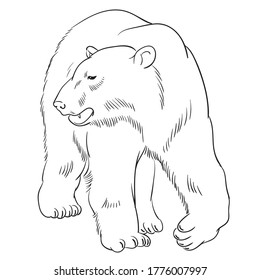 Hand drawn vector of polar bear isolated on white background. Black and white stock illustration of big animal for coloring book.