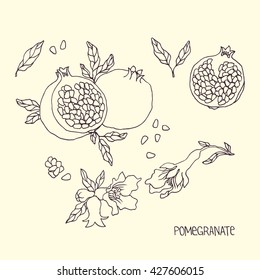 Hand drawn vector pomegranate illustration