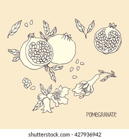 Ilustração de romã de vetor desenhada à mão