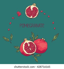 Hand drawn vector pomegranate illustration