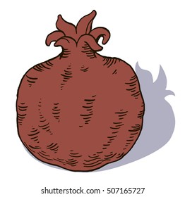 Hand drawn vector pomegranate isolated on white