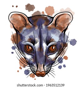 Hand drawn vector portrait of genetta with watercolor spots  isolated on white background. Stock illustration of wild Africa animal in sketch style.