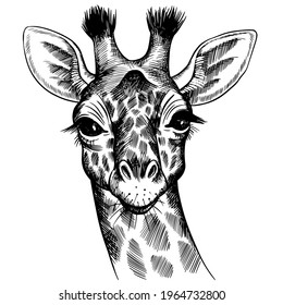 Retrato vectorial dibujado a mano de la jirafa aislada en fondo blanco. Ilustración de la fauna salvaje de África.