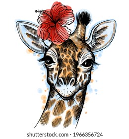 Hand drawn vector portrait of giraffe with hibiscus flower with watercolor spots  isolated on white background. Stock illustration of wild Africa animal and plant in sketch style.